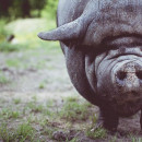 Карантин по африканской чуме свиней введен в двух районах Волгоградской области