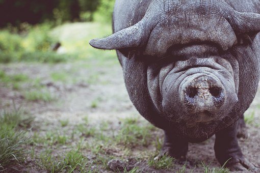 Карантин по африканской чуме свиней введен в двух районах Волгоградской области  