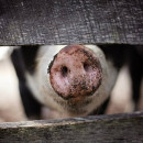 Туши свиней, зараженные вирусом АЧС, найдены у трассы в Волгоградской области