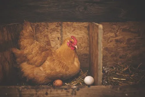 «Курица по 400 рублей – это геноцид населения»: в Волгограде крупные торговые сети повысили цены на куриные яйца до 120р