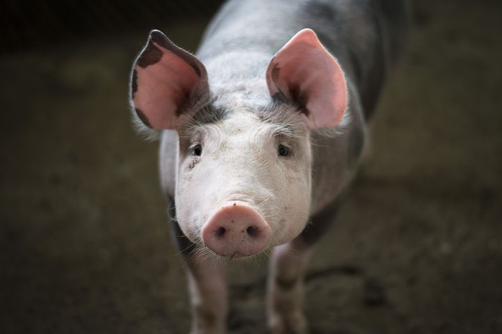 Под Волгоградом в «Пятерочке» и жилом доме нашли африканскую чуму свиней