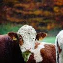 Поголовье мелкого рогатого скота сократилось в Волгоградской области