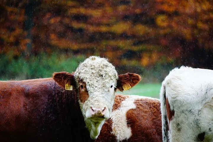 Поголовье мелкого рогатого скота сократилось в Волгоградской области 
