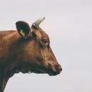 В хуторе Волгоградской области ввели карантин из-за бешеной коровы