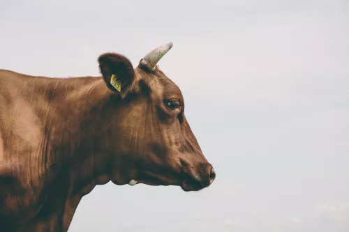 В хуторе Волгоградской области ввели карантин из-за бешеной коровы