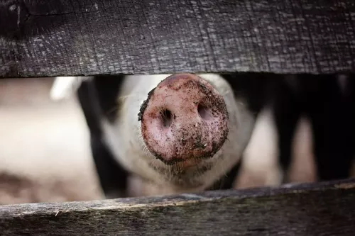 Из-за вспышки АЧС у жителей поселка под Волгоградом заберут свиней