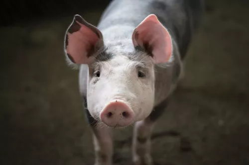 Вспышка африканской чумы свиней произошла на юге Волгоградской области 