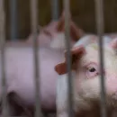 На юге Волгоградской области свиньи заболели африканской чумой