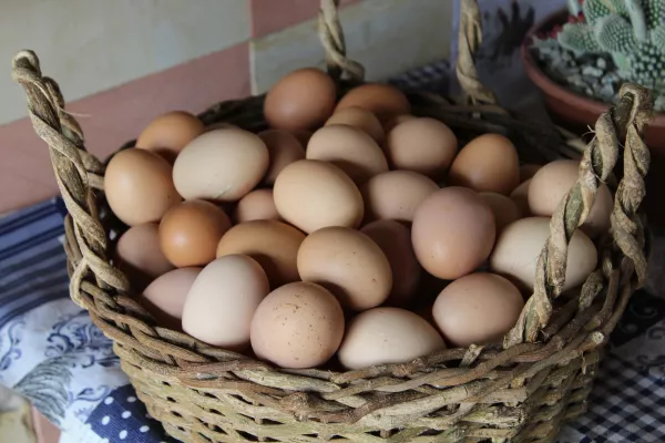 В Волгоградской области растет производство яйца