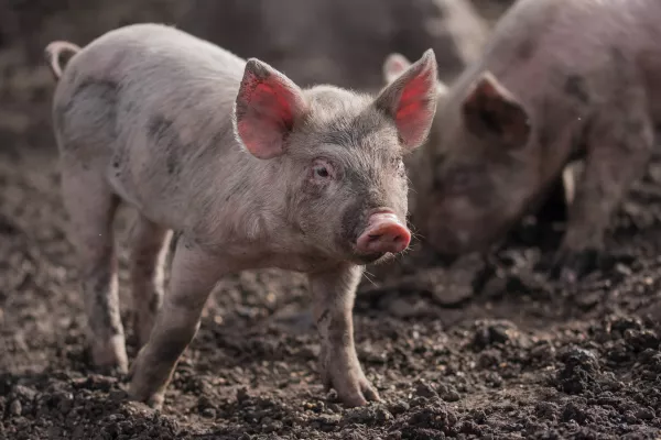 Решительные меры по ликвидации АЧС: убой свиней в Волгоградской области