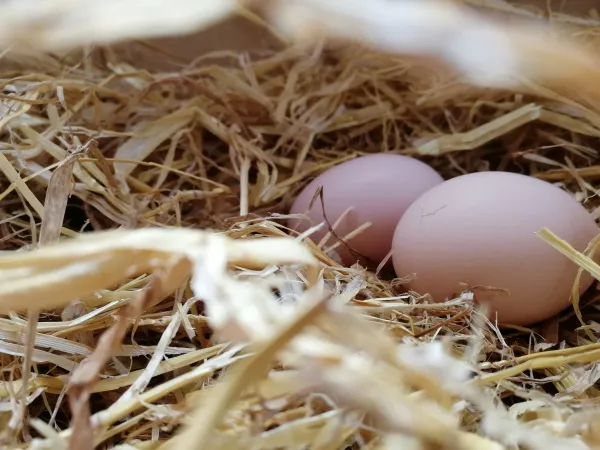 Волгоградская область наращивает производство яиц