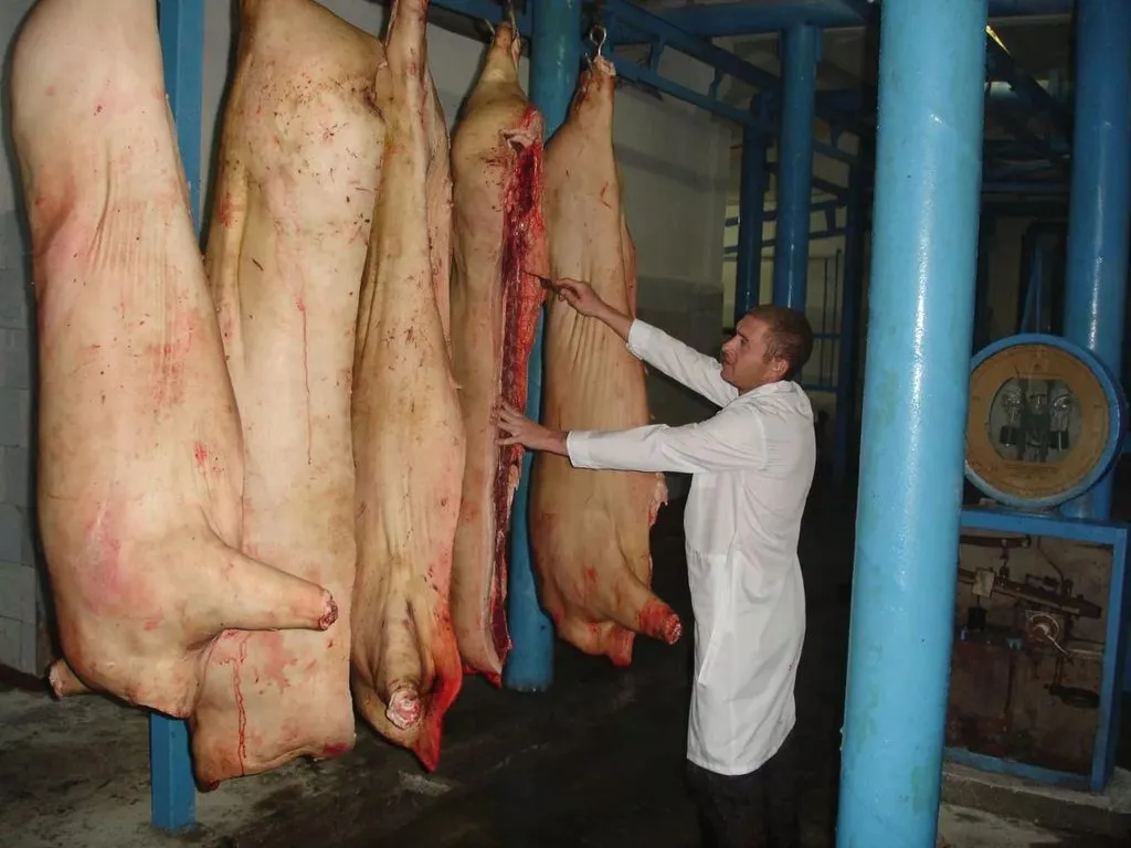 фотография продукта Мясо свинина оптом от производителя.