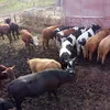 бычков от 100 до 350 кг. в Волгограде 4