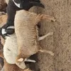 овцы 300гол в Волгограде