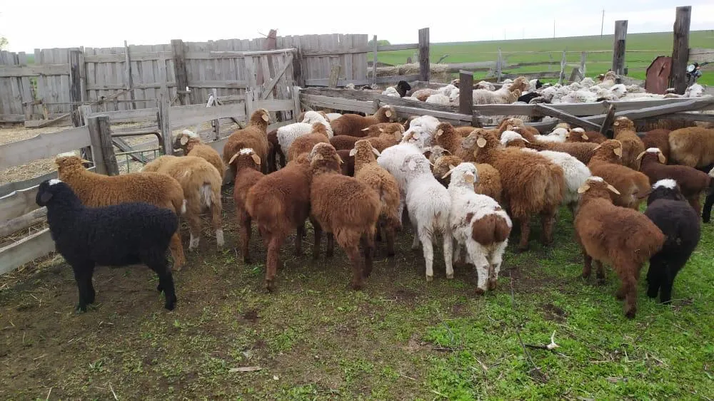  животноводческую овцеводческую ферму в Волгограде