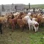  животноводческую овцеводческую ферму в Волгограде