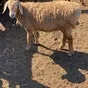 эдельбаевские бараны, овцематки, ягнята. в Волгограде и Волгоградской области 9