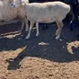 эдельбаевские бараны, овцематки, ягнята. в Волгограде и Волгоградской области 4