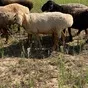 эдельбаевские бараны, овцематки, ягнята. в Волгограде и Волгоградской области 8