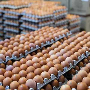 яйцо куриное в Волгограде и Волгоградской области